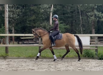 New Forest Pony, Stute, 13 Jahre, 148 cm