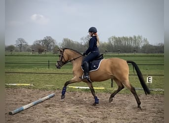 New Forest Pony, Stute, 13 Jahre, 148 cm