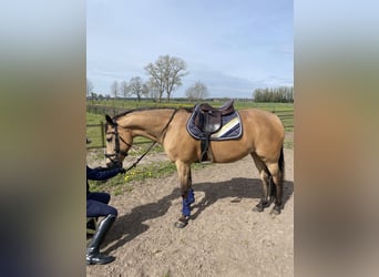 New Forest Pony, Stute, 13 Jahre, 148 cm