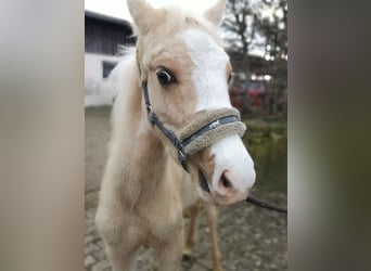 New Forest Pony, Stute, 14 Jahre, 142 cm, Fuchs