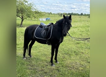 New Forest Pony, Stute, 14 Jahre, 143 cm, Rappe