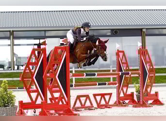 New Forest Pony, Stute, 14 Jahre, 144 cm, Brauner