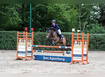 New Forest Pony, Stute, 14 Jahre, 145 cm, Buckskin