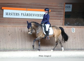 New Forest Pony, Stute, 14 Jahre, 145 cm, Buckskin