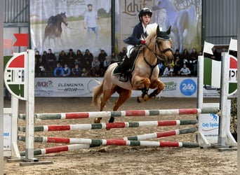 New Forest Pony, Stute, 14 Jahre, 145 cm, Palomino