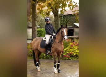 New Forest Pony, Stute, 14 Jahre, 146 cm, Brauner