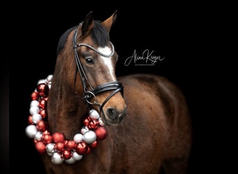 New Forest Pony, Stute, 14 Jahre, 146 cm, Brauner