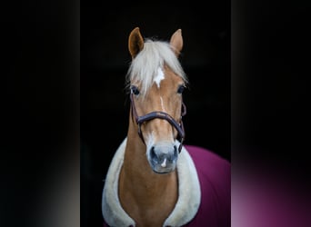 New Forest Pony, Stute, 14 Jahre, 146 cm, Fuchs