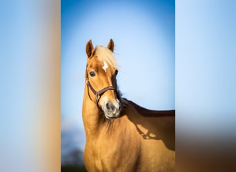 New Forest Pony, Stute, 14 Jahre, 146 cm, Fuchs