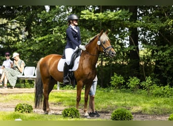 New Forest Pony, Stute, 14 Jahre, 146 cm, Fuchs