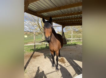 New Forest Pony, Stute, 14 Jahre, 148 cm, Brauner