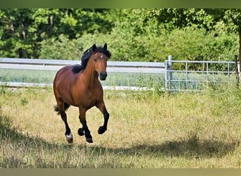 New Forest Pony Mix, Stute, 14 Jahre, 148 cm, Brauner