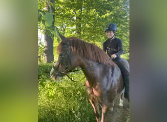 New Forest Pony, Stute, 15 Jahre, 142 cm, Dunkelfuchs