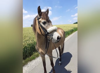 New Forest Pony, Stute, 15 Jahre, 142 cm, Falbe