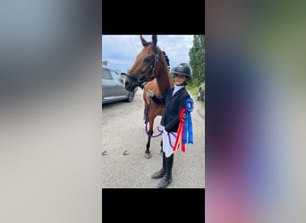 New Forest Pony, Stute, 15 Jahre, 146 cm, Brauner