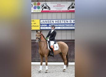 New Forest Pony, Stute, 15 Jahre, 148 cm, Fuchs