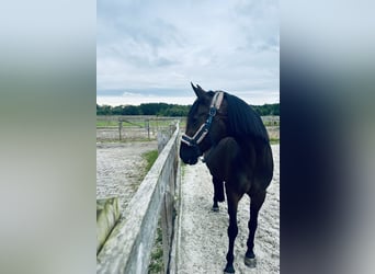 New Forest Pony Mix, Stute, 15 Jahre, 156 cm, Dunkelbrauner