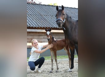 New Forest Pony, Stute, 16 Jahre, 133 cm, Brauner