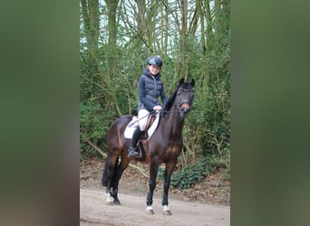 New Forest Pony, Stute, 16 Jahre, 133 cm, Brauner