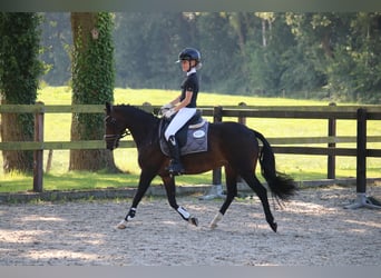 New Forest Pony, Stute, 16 Jahre, 133 cm, Brauner
