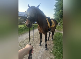 New Forest Pony, Stute, 16 Jahre, 145 cm, Dunkelbrauner