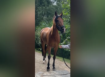 New Forest Pony, Stute, 16 Jahre, 146 cm, Brauner