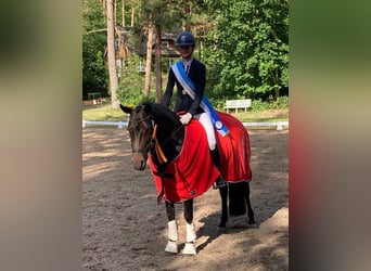 New Forest Pony, Stute, 16 Jahre, 146 cm, Dunkelbrauner