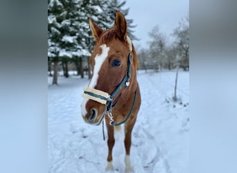 New Forest Pony Mix, Stute, 16 Jahre, 146 cm, Fuchs