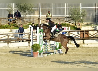 New Forest Pony, Stute, 16 Jahre, 147 cm, Dunkelbrauner