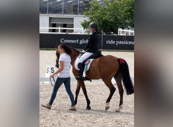 New Forest Pony, Stute, 16 Jahre, 148 cm, Brauner