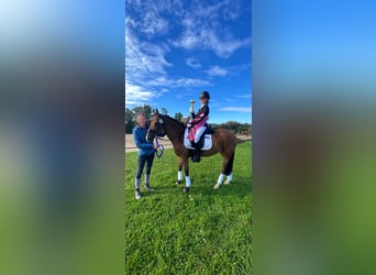 New Forest Pony, Stute, 16 Jahre, 148 cm, Brauner