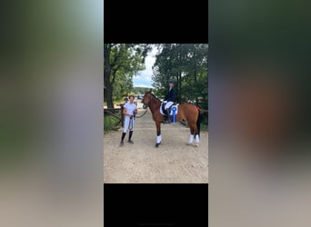 New Forest Pony, Stute, 16 Jahre, 148 cm, Brauner