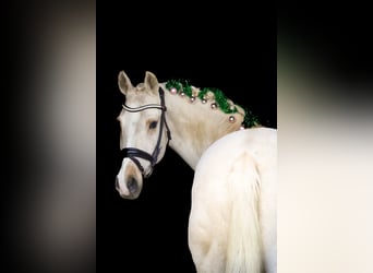 New Forest Pony, Stute, 16 Jahre, 158 cm