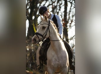 New Forest Pony, Stute, 16 Jahre, 158 cm, Palomino
