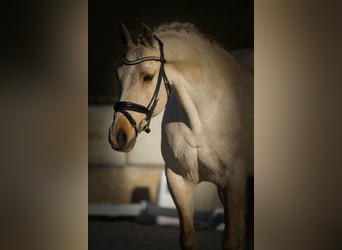 New Forest Pony, Stute, 16 Jahre, 158 cm, Palomino