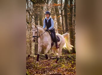 New Forest Pony, Stute, 16 Jahre, 158 cm, Palomino