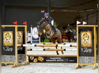 New Forest Pony, Stute, 17 Jahre, 147 cm, Brauner