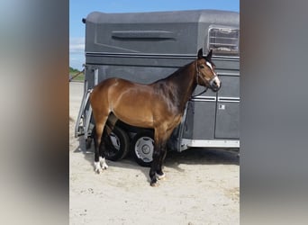 New Forest Pony, Stute, 19 Jahre, 146 cm, Brauner