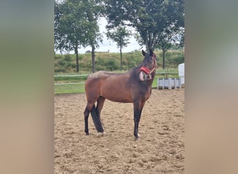New Forest Pony, Stute, 19 Jahre, 146 cm, Brauner