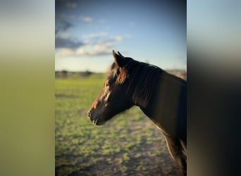 New Forest Pony Mix, Stute, 1 Jahr, 140 cm, Brauner