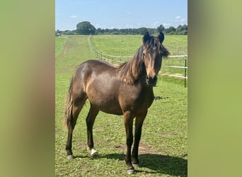 New Forest Pony Mix, Stute, 1 Jahr, 140 cm, Dunkelbrauner