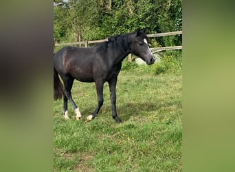 New Forest Pony, Stute, 1 Jahr, 142 cm, Fliegenschimmel