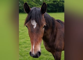 New Forest Pony, Stute, 1 Jahr, 144 cm, Brauner