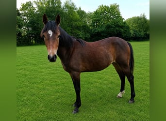 New Forest Pony, Stute, 1 Jahr, 144 cm, Brauner