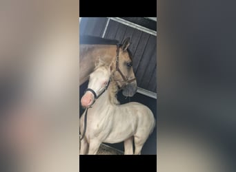 New Forest Pony, Stute, 1 Jahr, 147 cm, Cremello