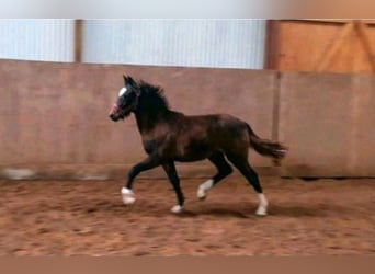 New Forest Pony, Stute, 1 Jahr, Brauner