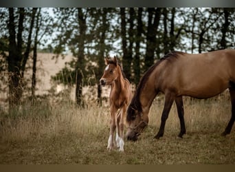 New Forest Pony, Stute, 1 Jahr, Brauner