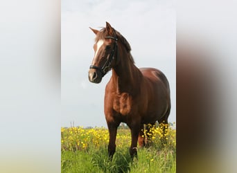 New Forest Pony Mix, Stute, 21 Jahre, 146 cm, Dunkelfuchs