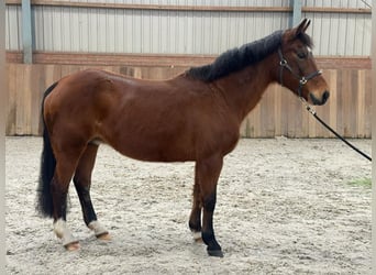New Forest Pony, Stute, 24 Jahre, 145 cm, Brauner