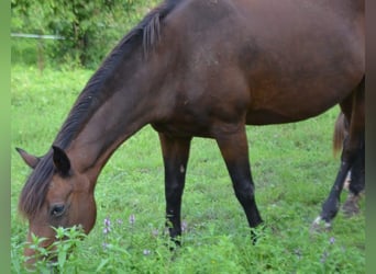 New Forest Pony, Stute, 25 Jahre, 145 cm, Brauner